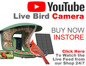 Live Bird Cam Doncaster